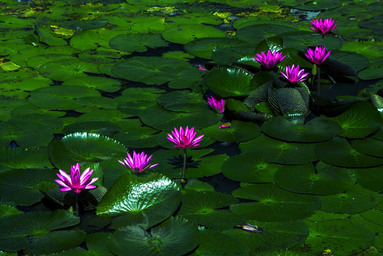 Image - lotus flower water lily plant