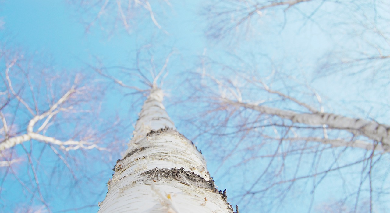 Image - birch winter white sky twig