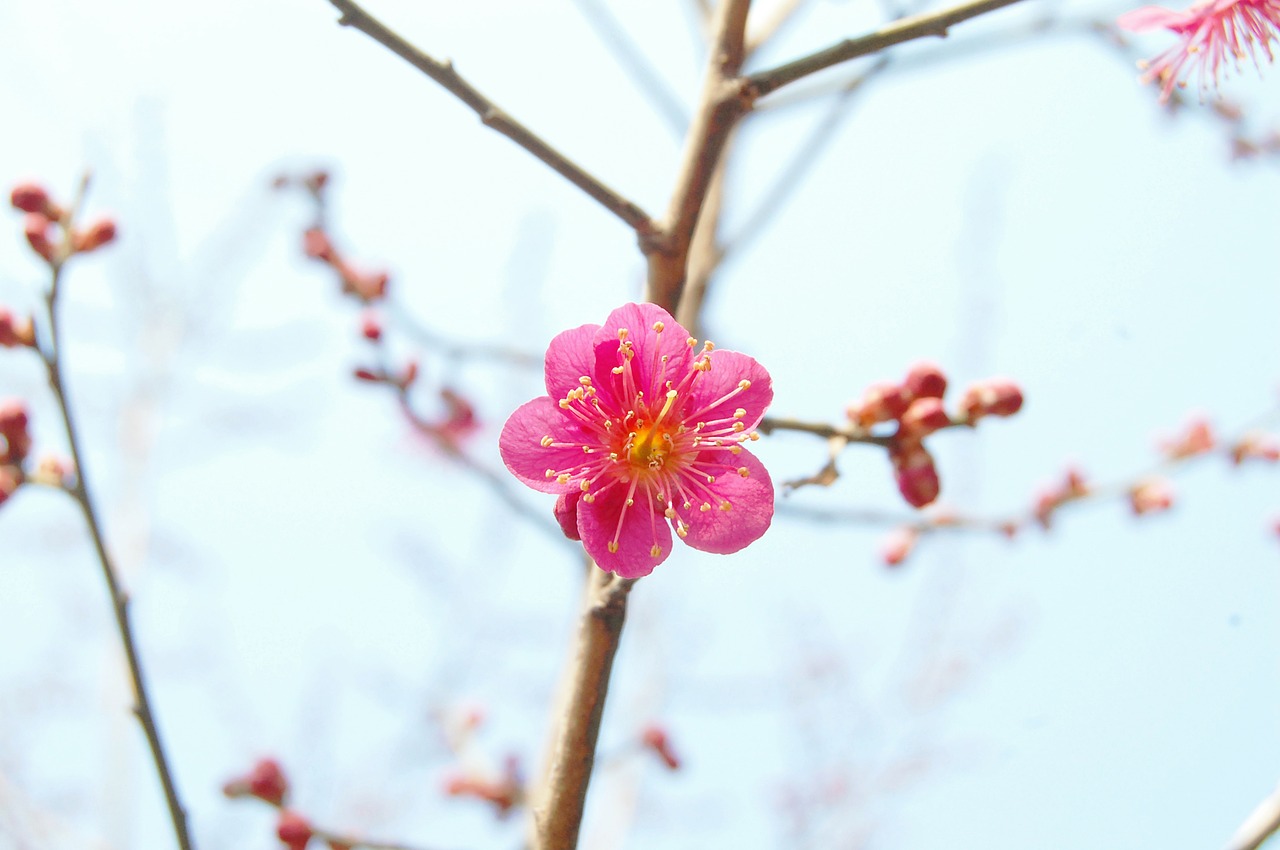 Image - red plum plum spring flowers spring