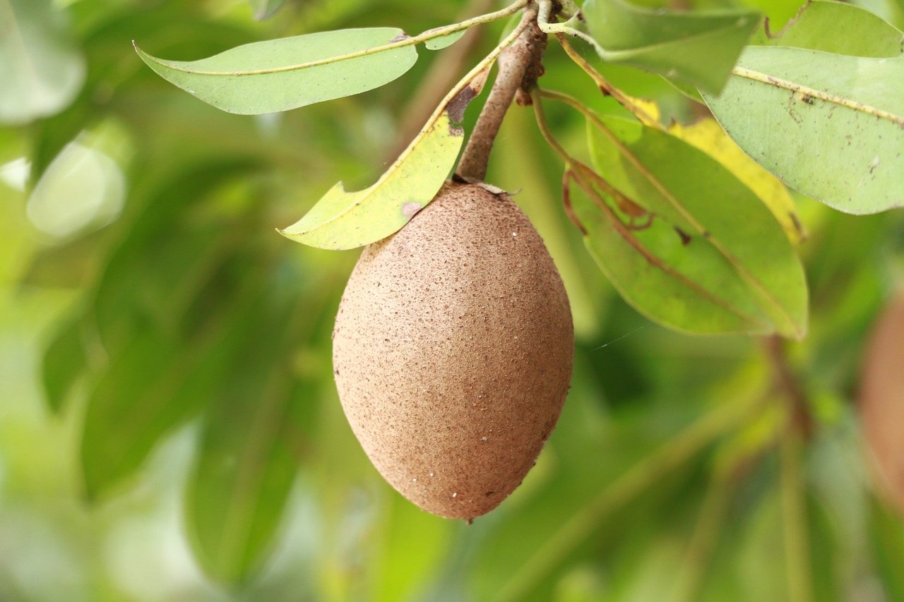 Image - sapodilla fruit food agriculture