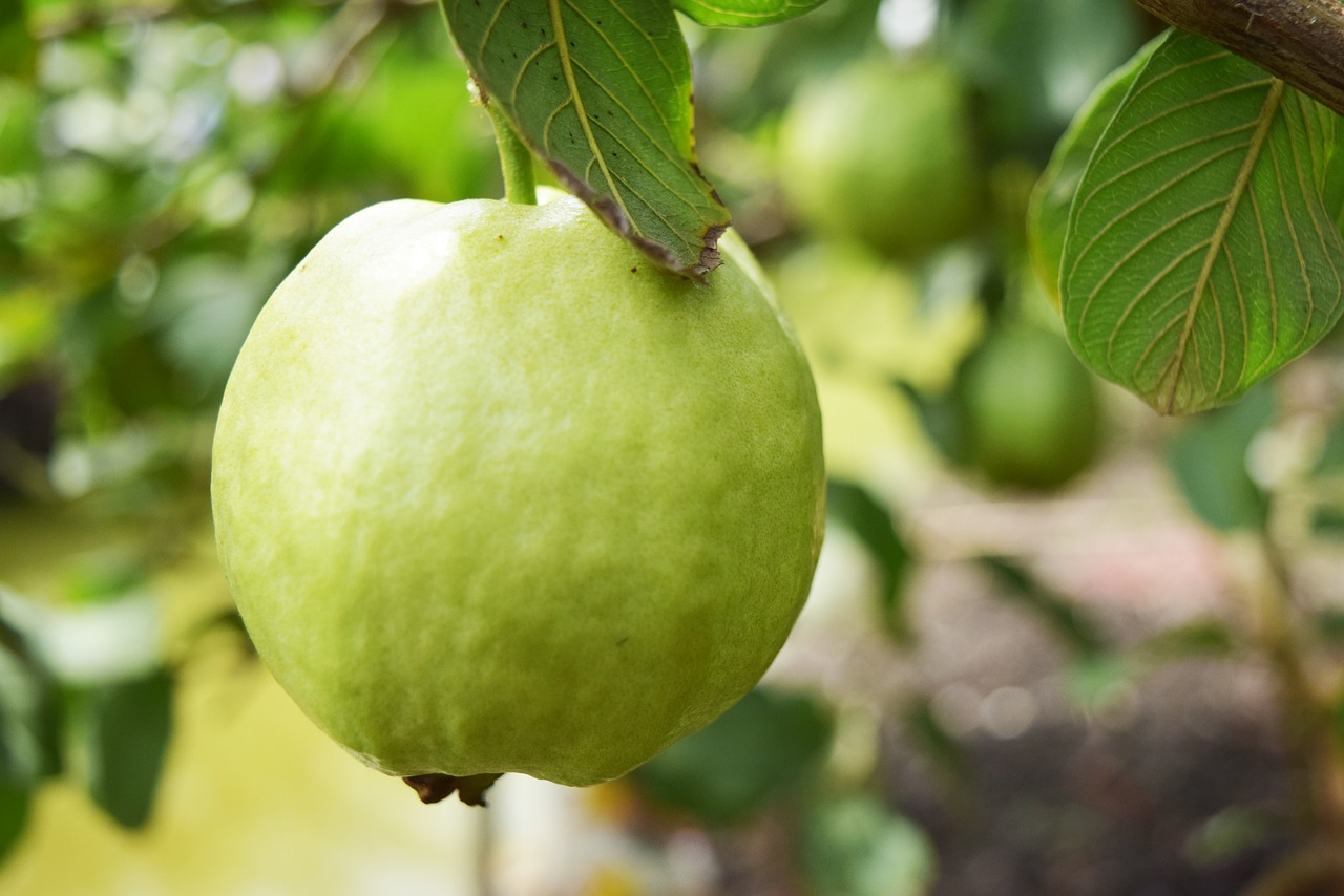 Image - french fruit green thailand fruit