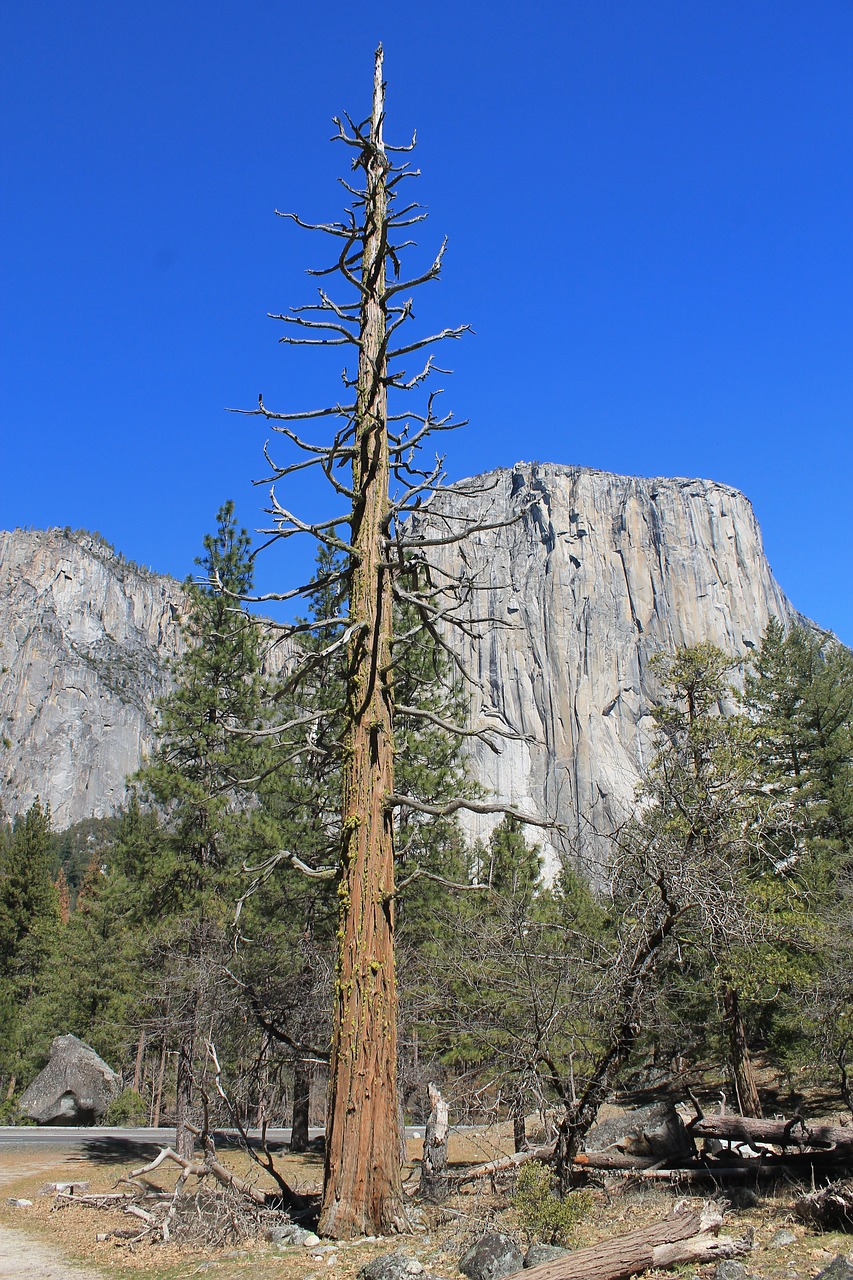 Image - el capitan yosemite tree park