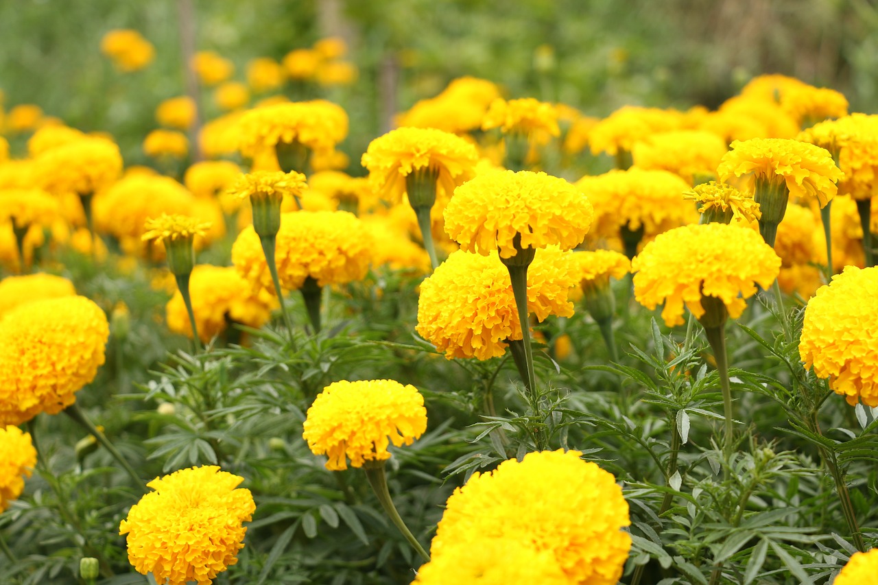 Image - marigold flowers yellow flowers