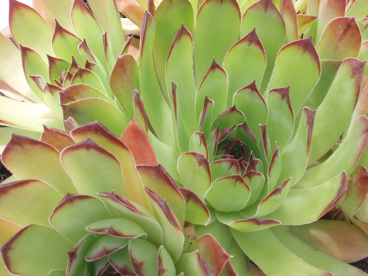 Image - cactus spring plant