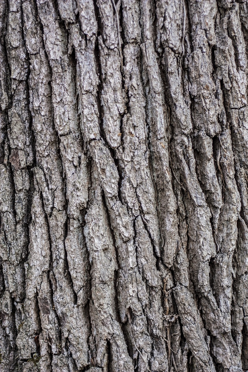 Image - tree bark wooden pattern texture