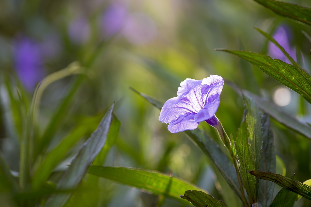 Image - flower dusk grass green bloom