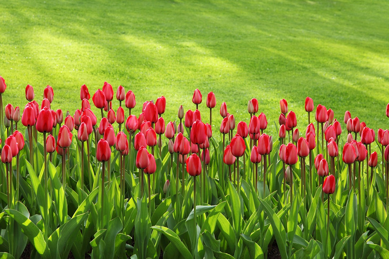 Image - tulips bloom blossom colorful