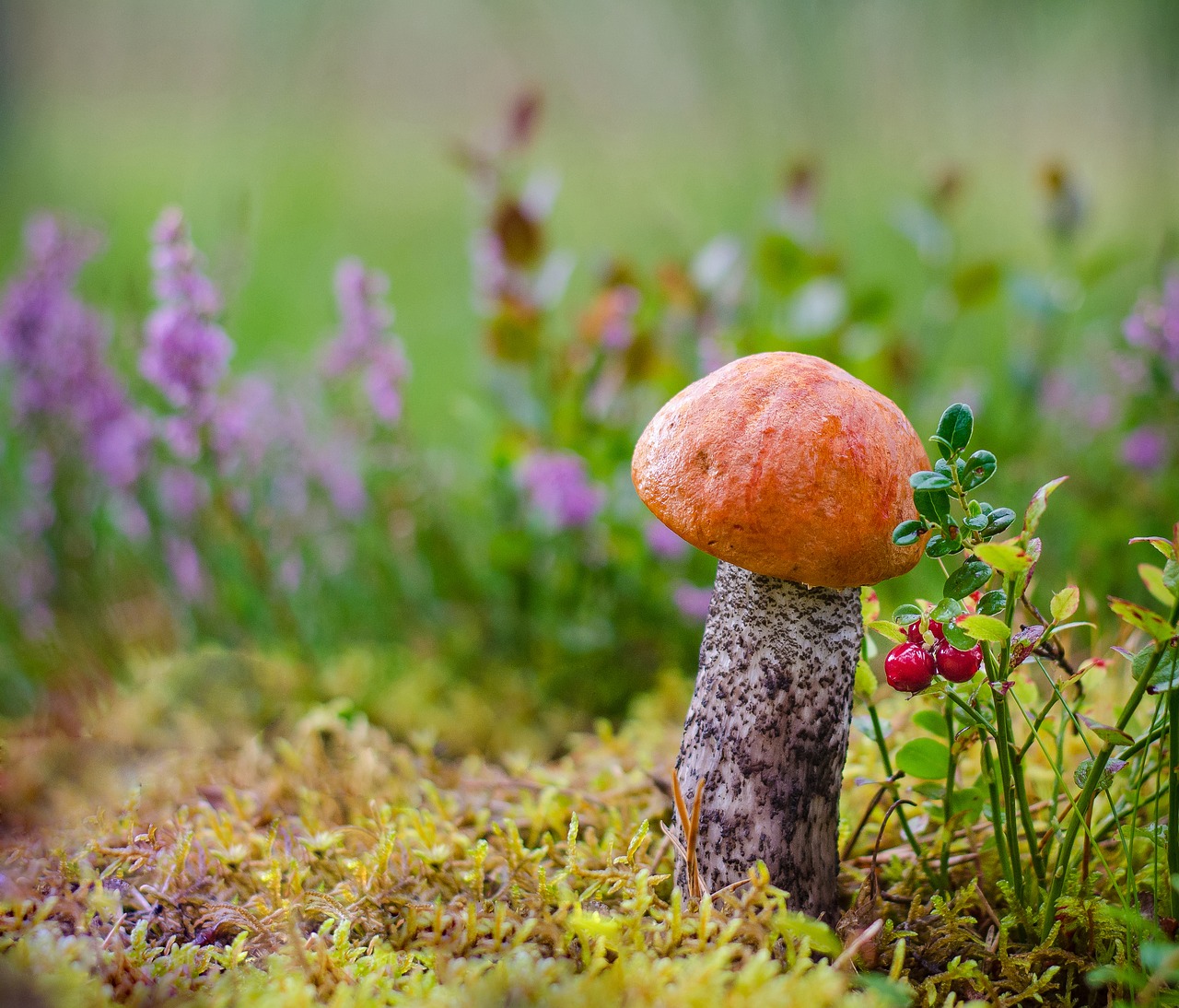 Image - mushrooms forest litter autumn