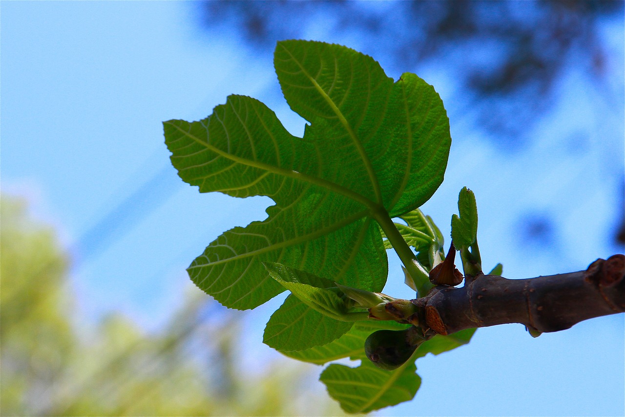 Image - fig leaf tree fruits fig