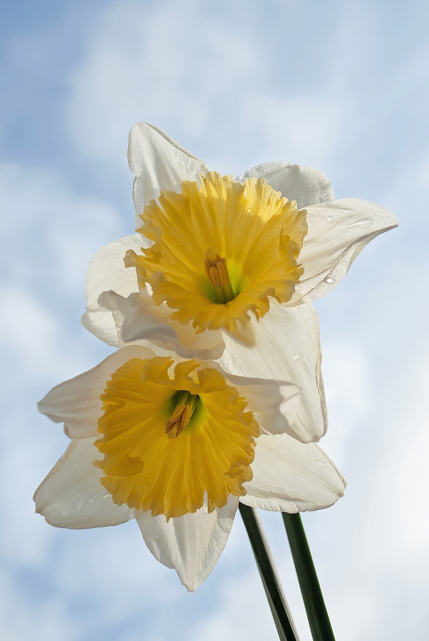 Image - narcis spring yellow white nature