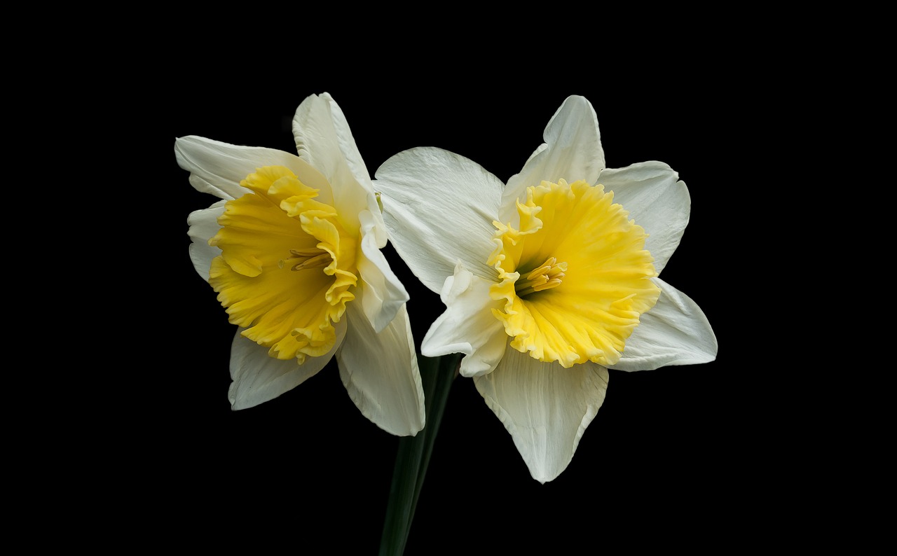 Image - narcis spring nature background