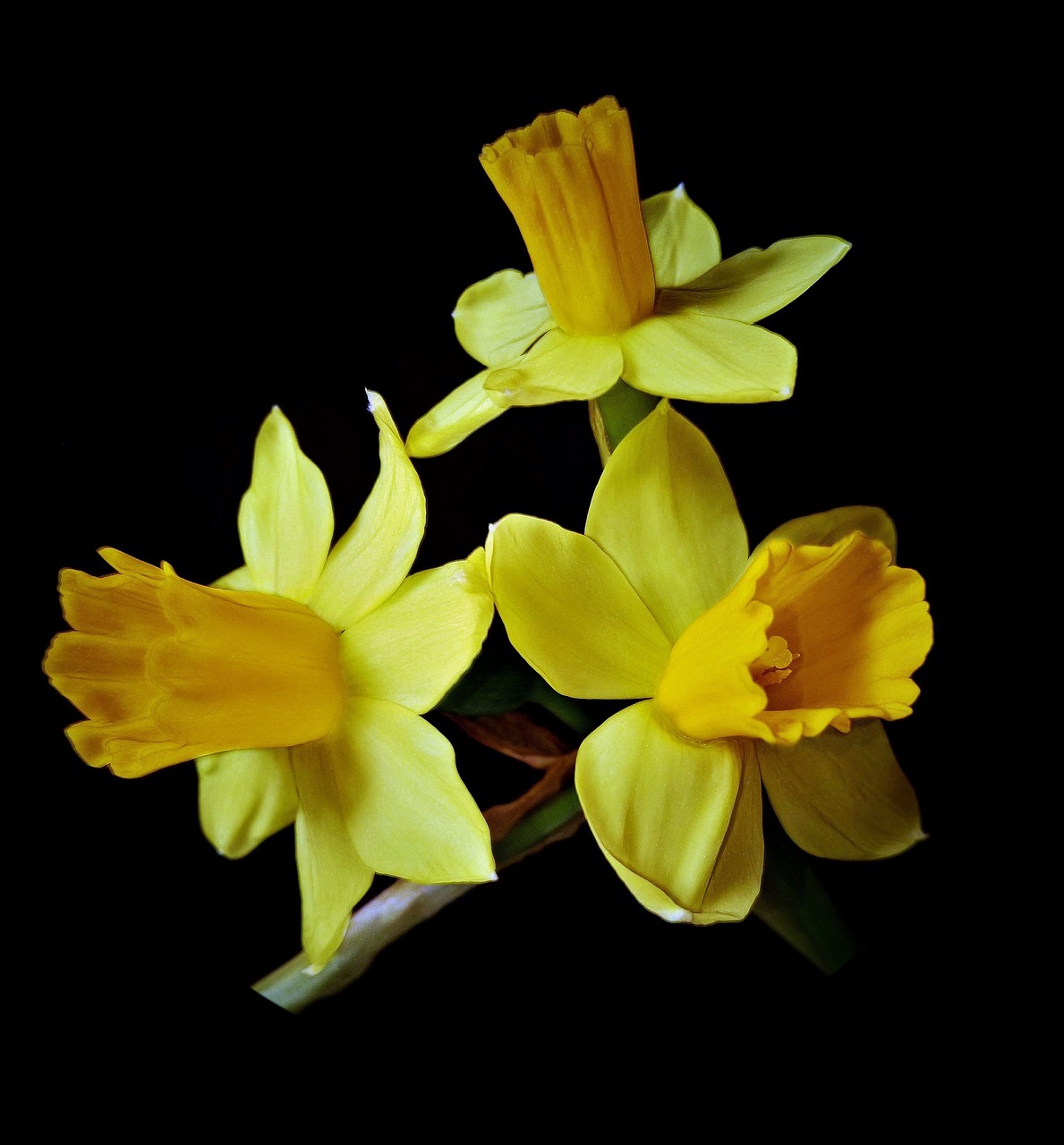 Image - osterglocken daffodils