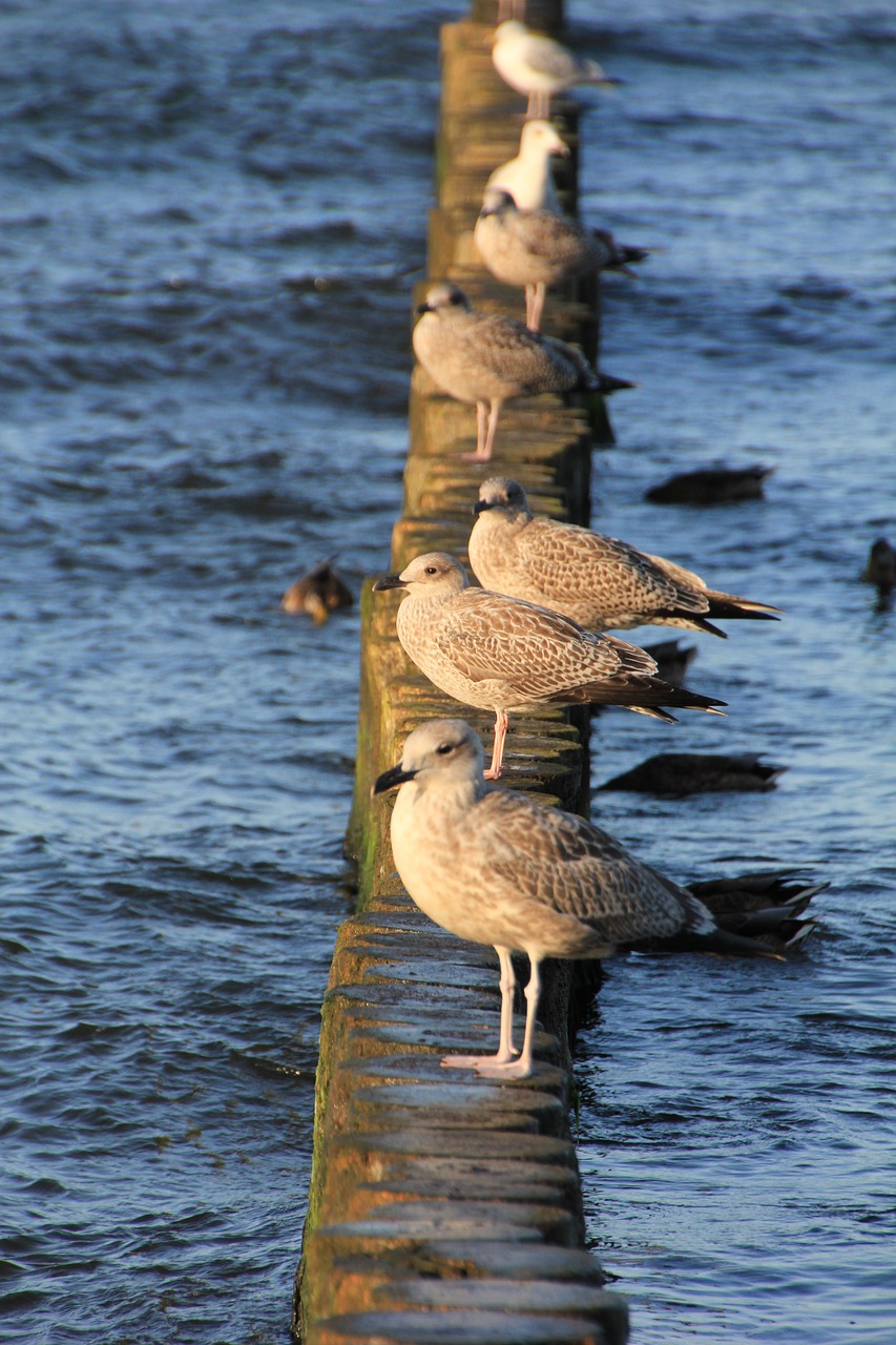 Image - gulls holiday beach sea summer