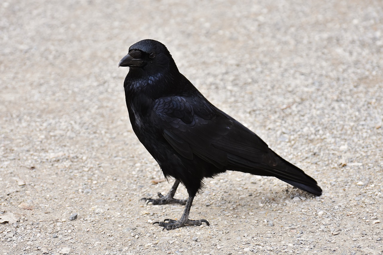Image - raven raven bird crow animal