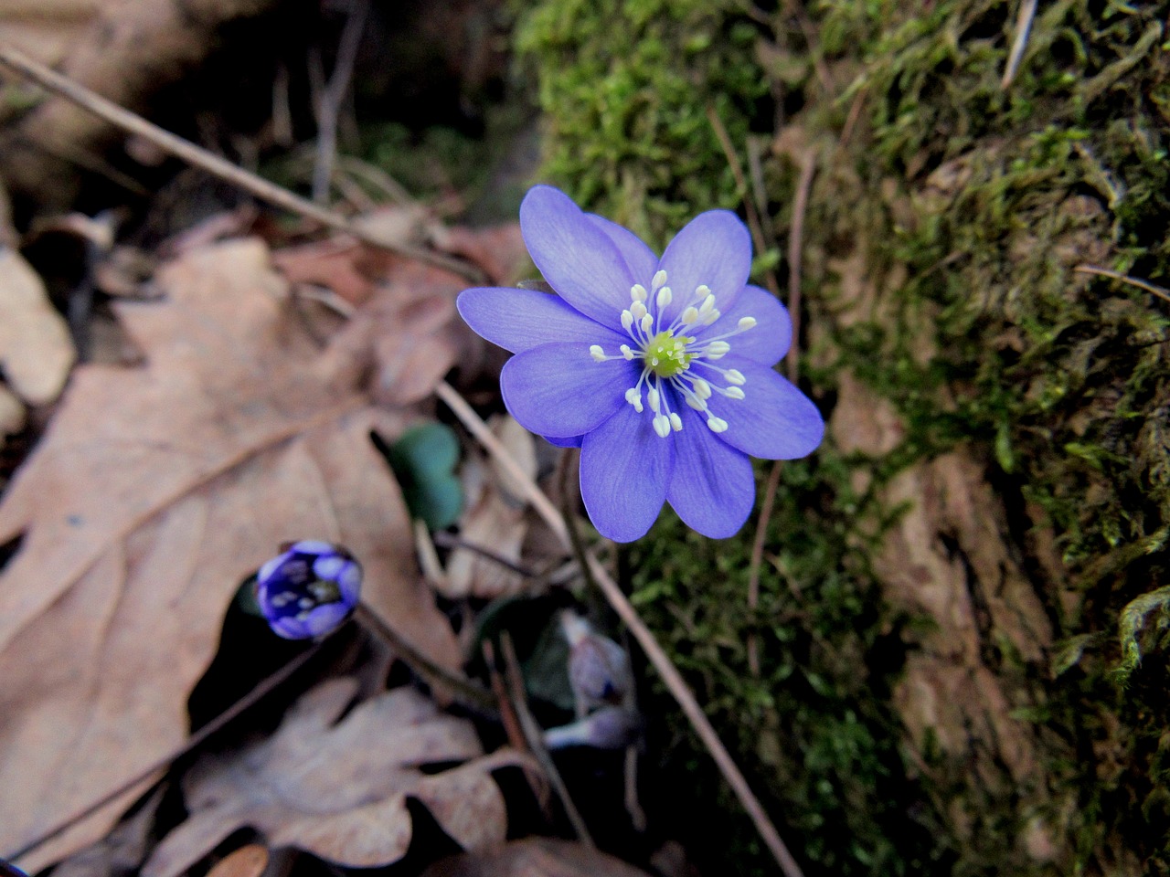 Image - hepatica march flower spring