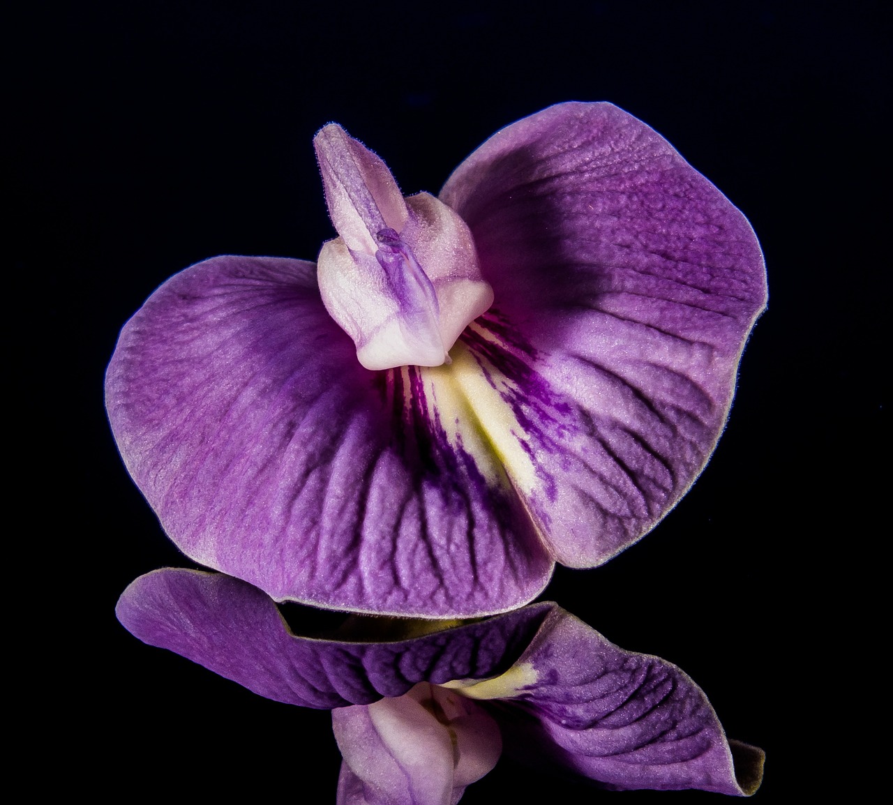 Image - small flower flower violet purple