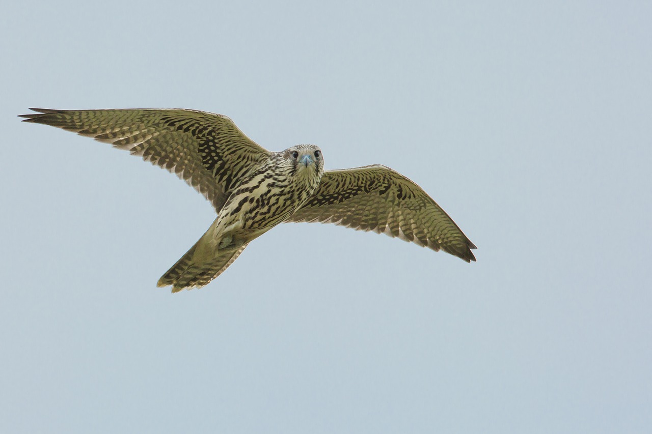 Image - bird access the local peregrine