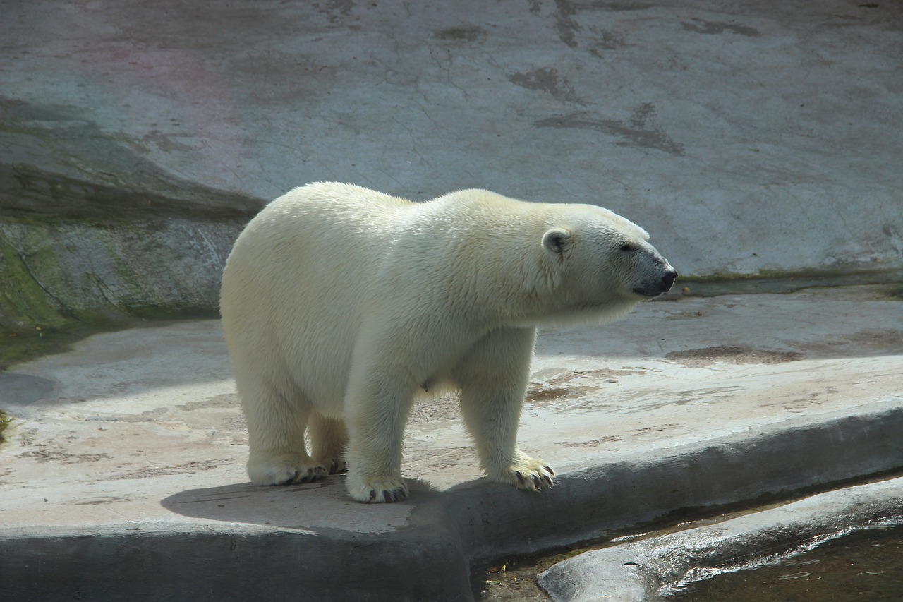 Image - bear white bear zoo summer animal