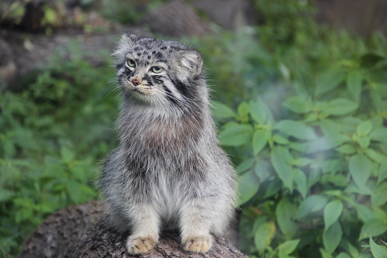 Image - manul summer wild animal cat