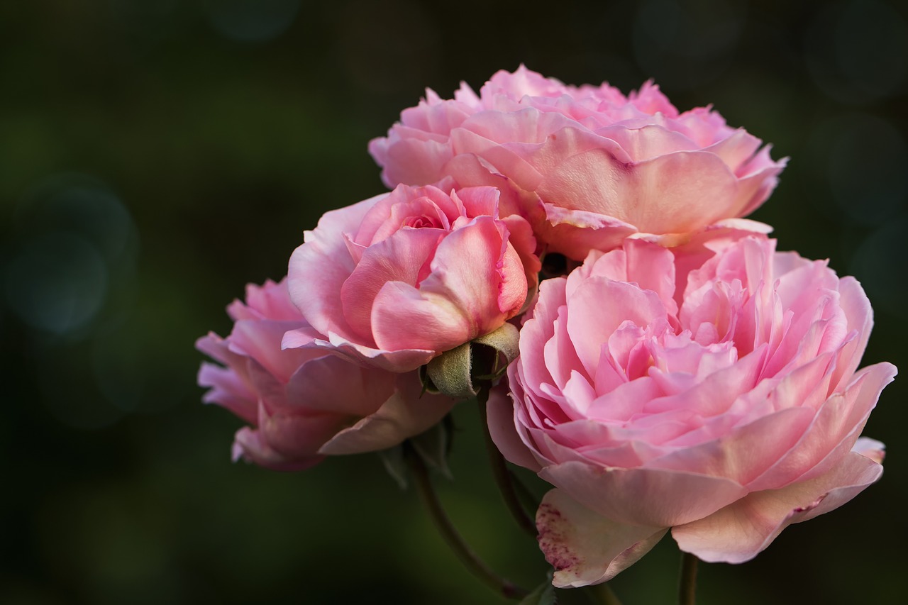 Image - nature flowers roses english roses