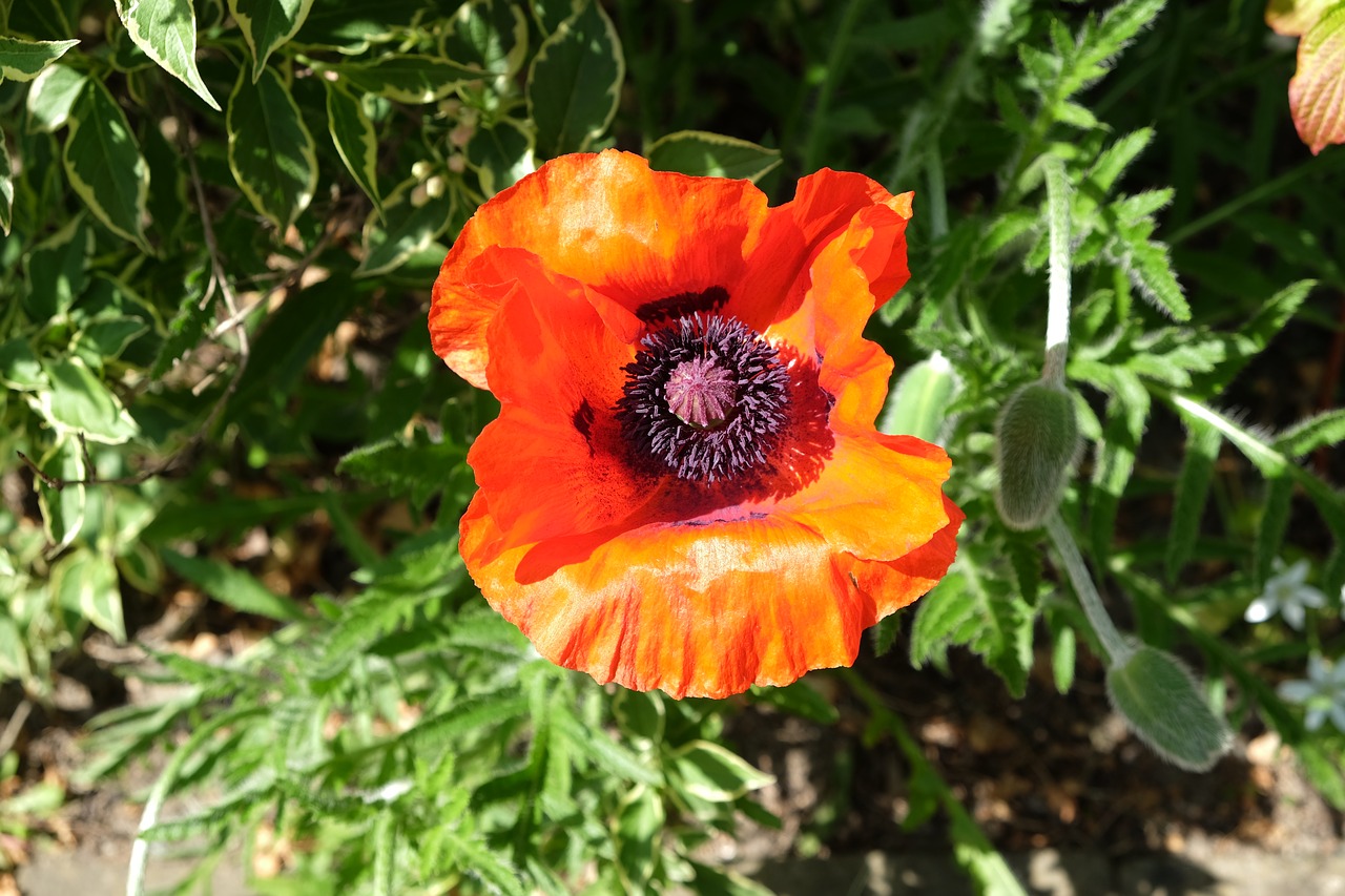 Image - poppy garden june flower blossom