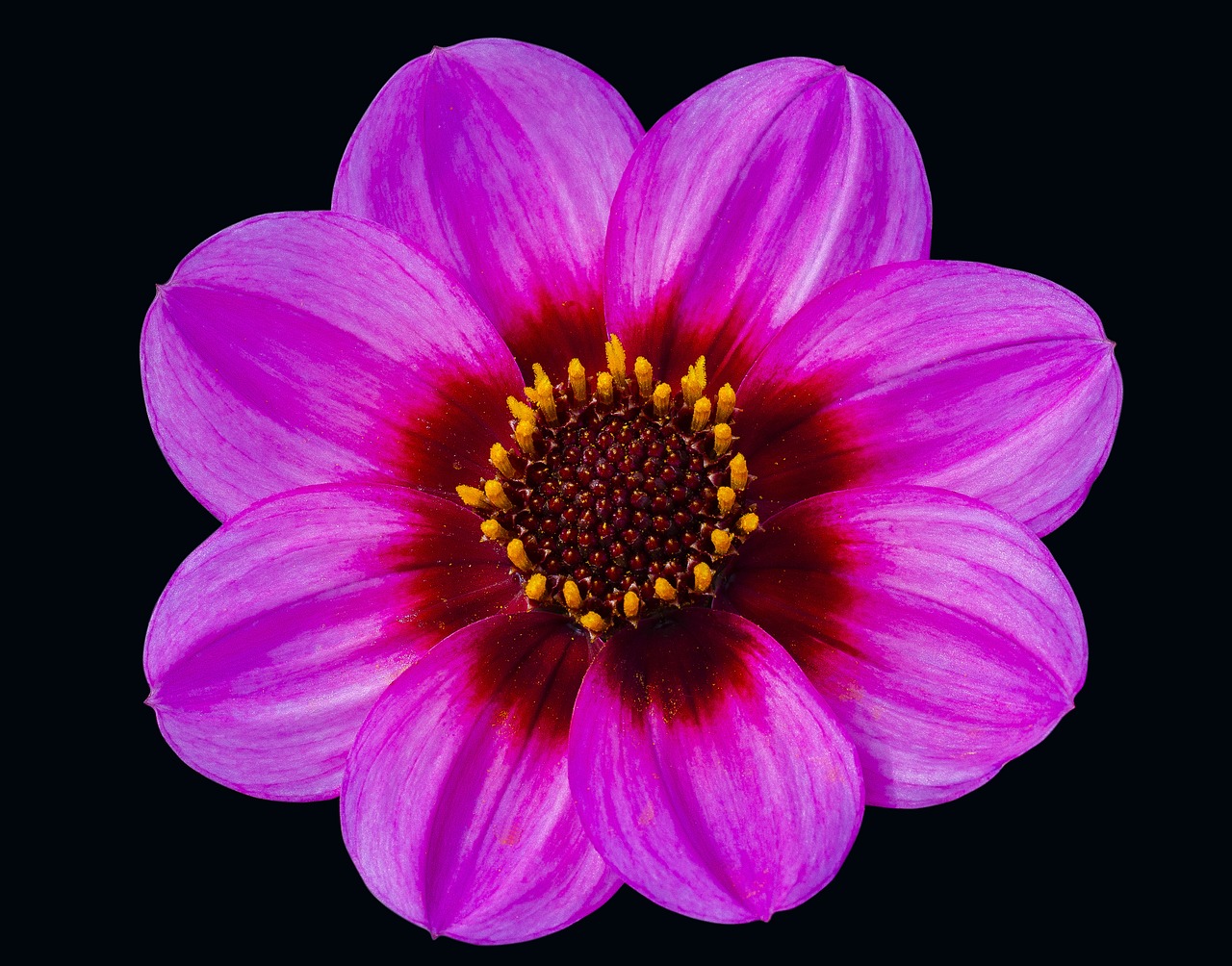 Image - dahlia pink floral head flower
