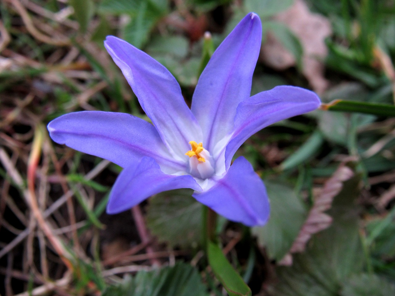 Image - chionodoxa luciliae blue star spring