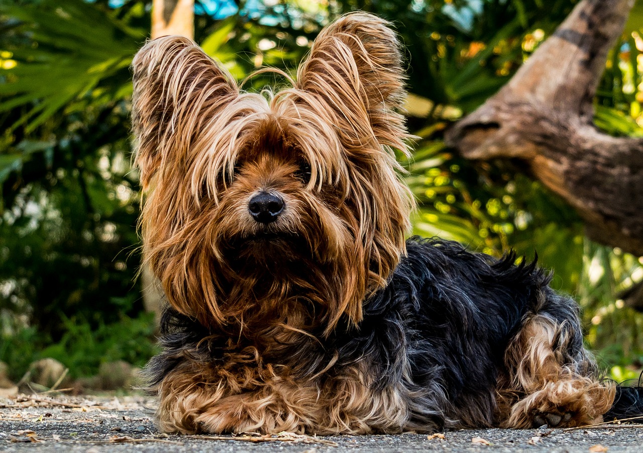 Image - dog yorkshire terrier small dog