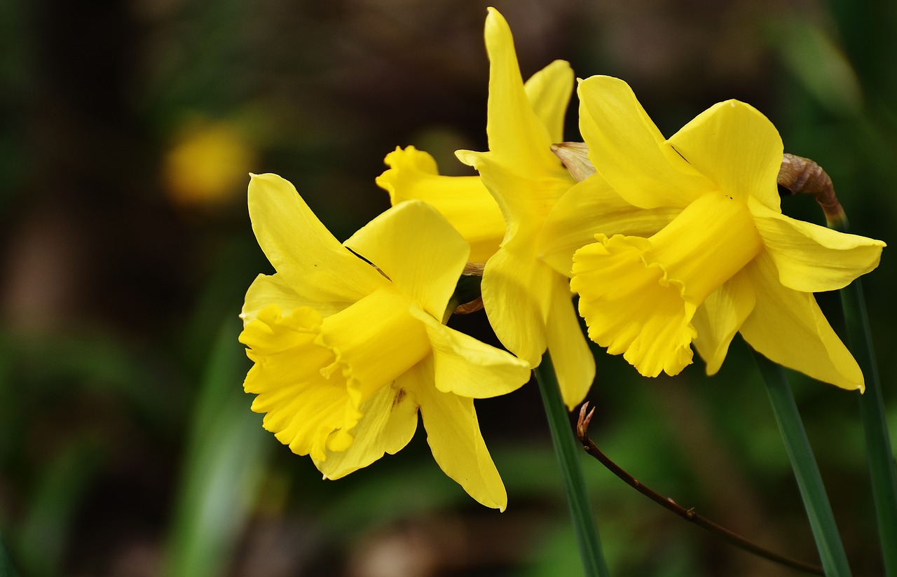 Image - daffodils yellow spring blossom