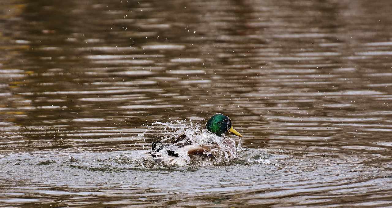 Image - duck water bird paddling water