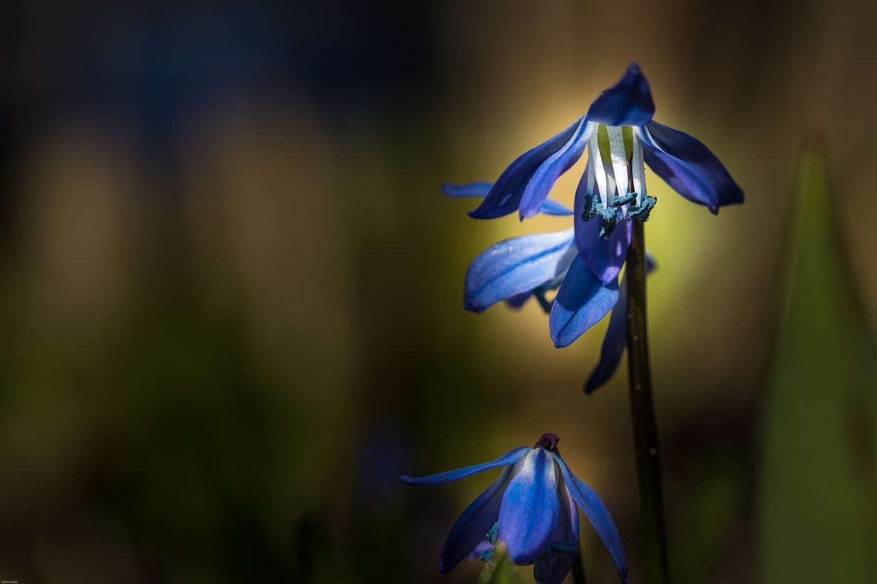 Image - schusternagel gentian