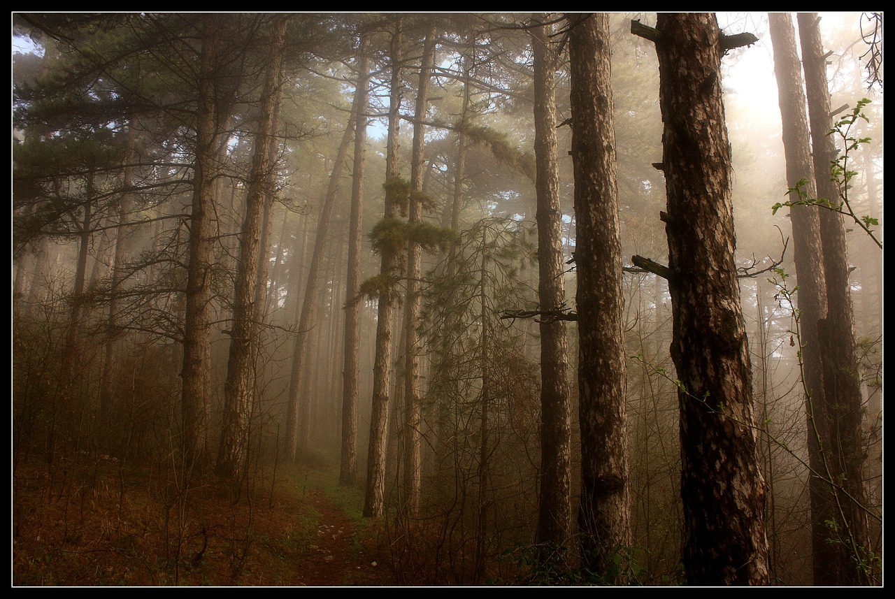 Image - trees fog forest woods wooden