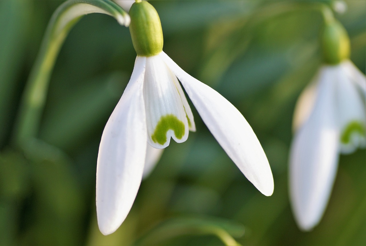 Image - snowdrop white spring flower alone