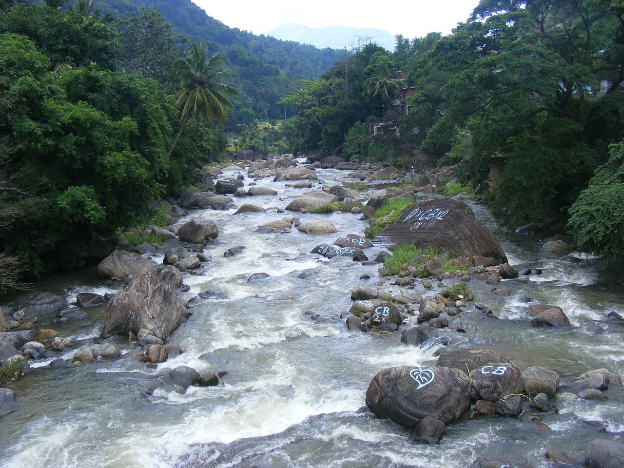 Image - rivers water flowing flora trees