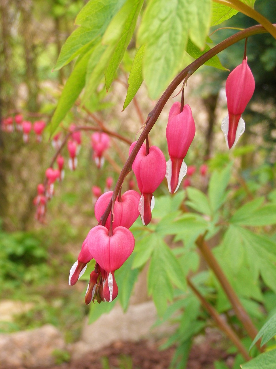 Image - bleeding heart flower pink