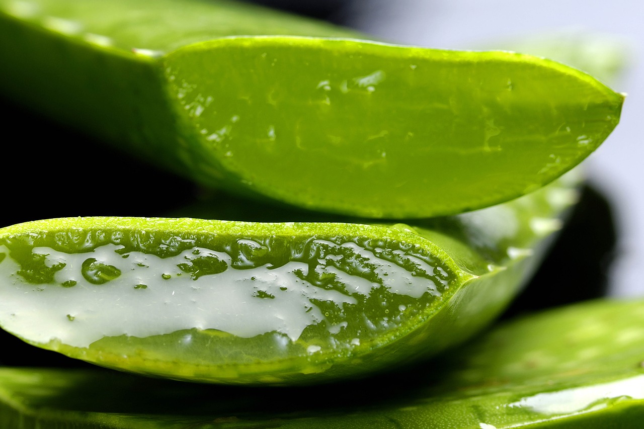 Image - aloe aloe vera life bless you