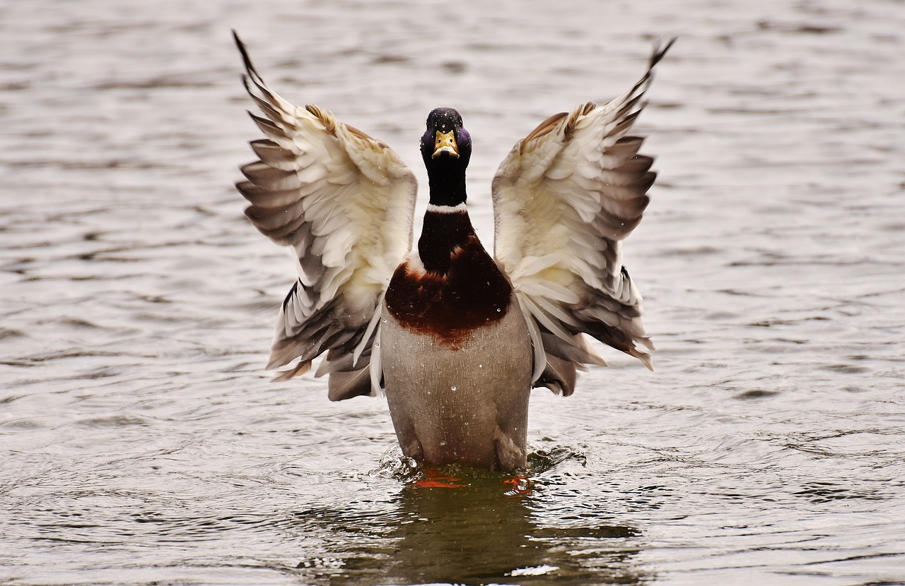 Image - drake duck water water bird feather