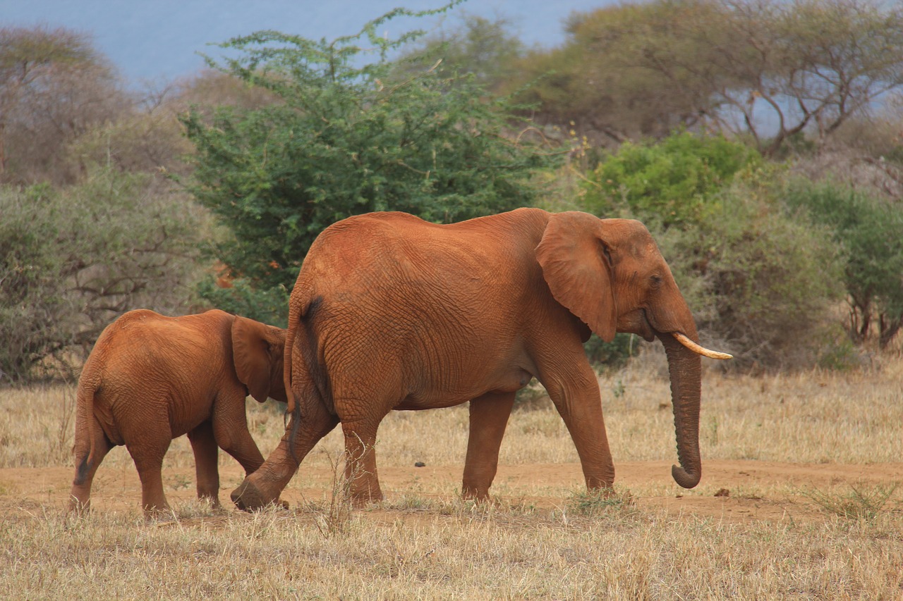 Image - elephant safari kenya animals