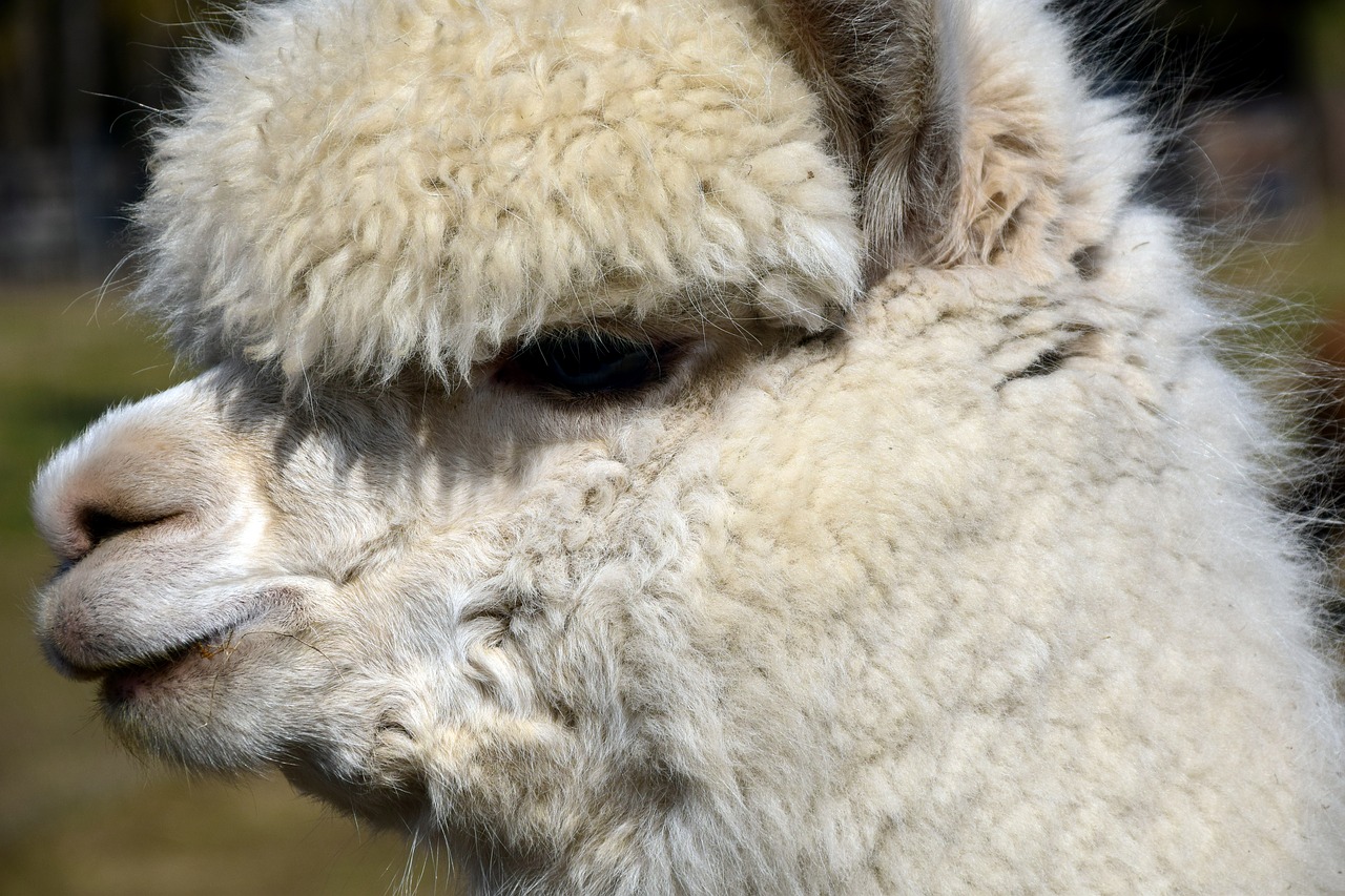 Image - alpaca animal wool mammal fluffy