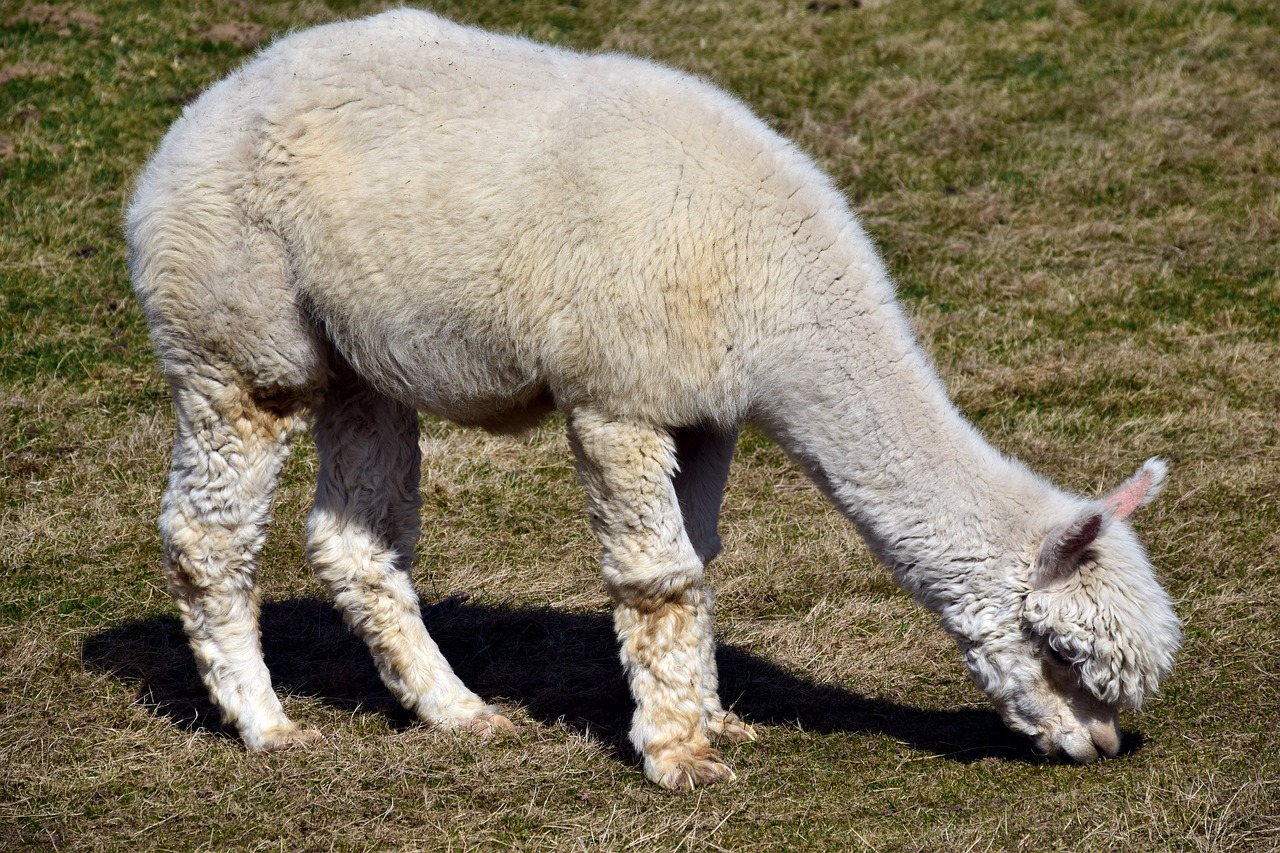 Image - alpaca animal wool mammal fluffy