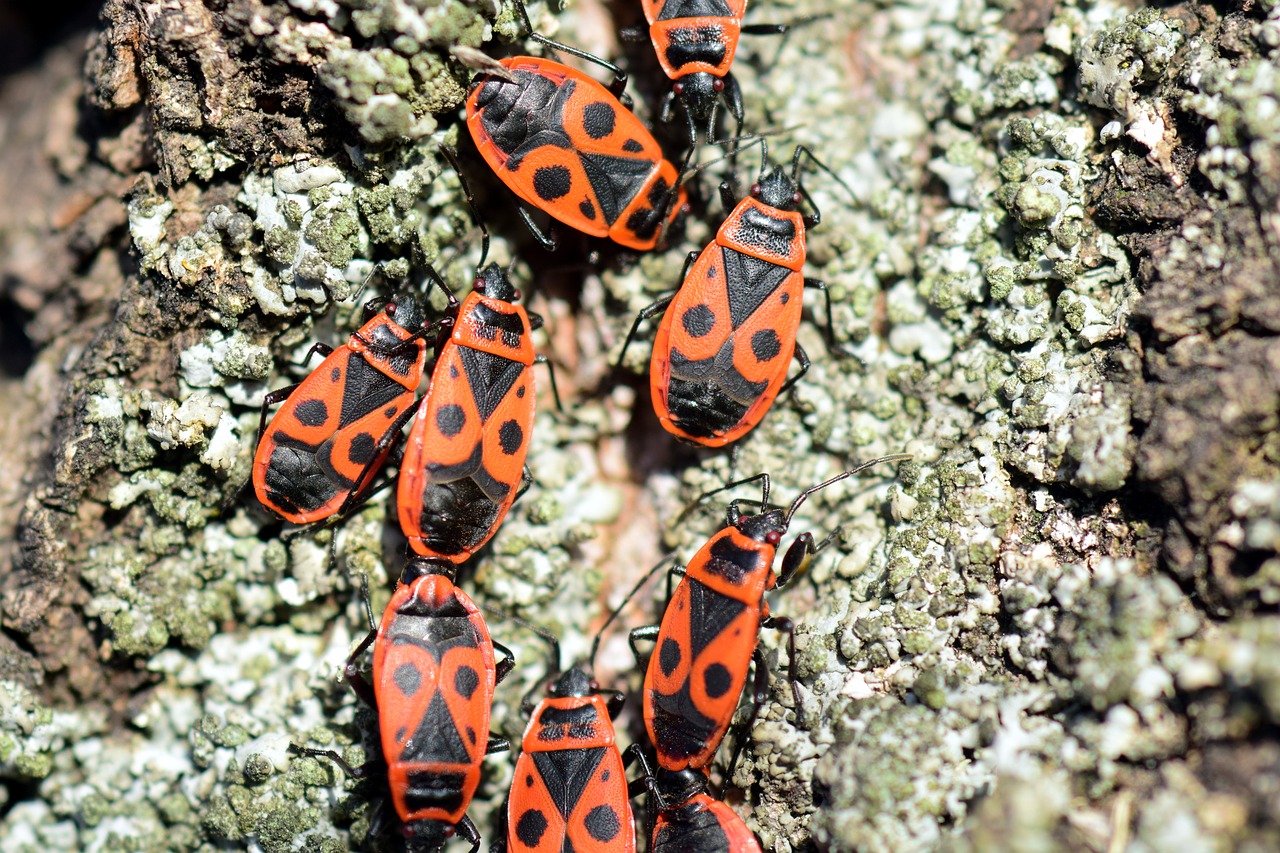 Image - fire bug pyrrhocoris apterus