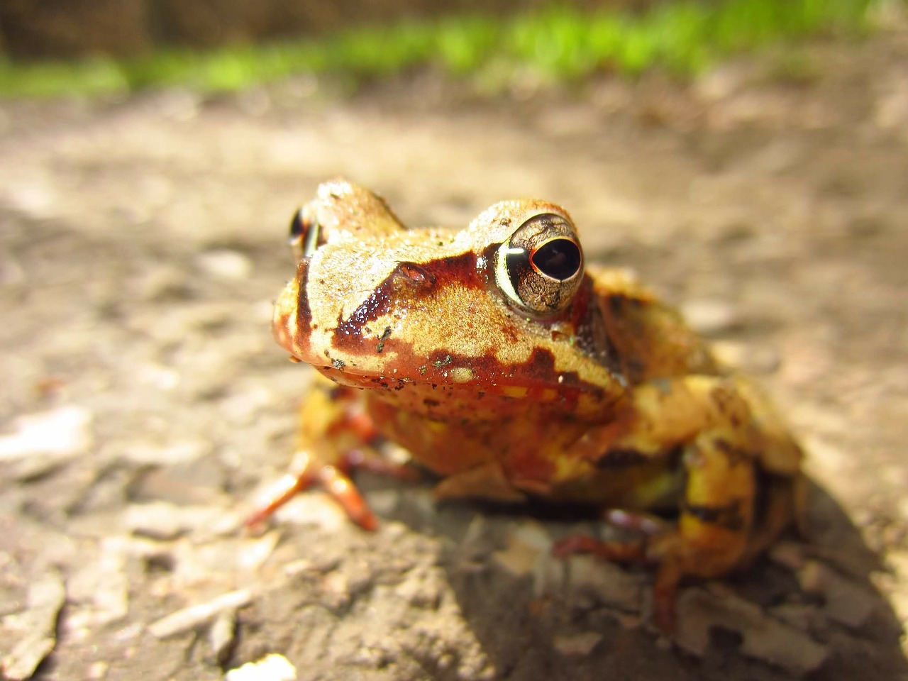 Image - frog brown eyes