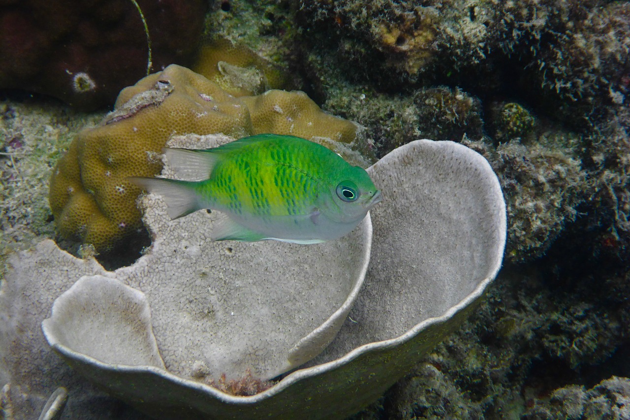 Image - philippines el nido fish