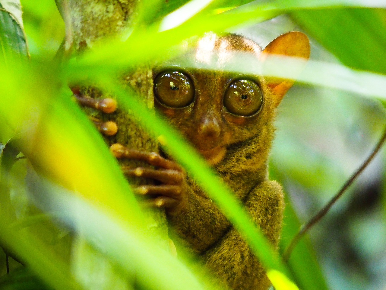 Image - philippines bohol tarsus