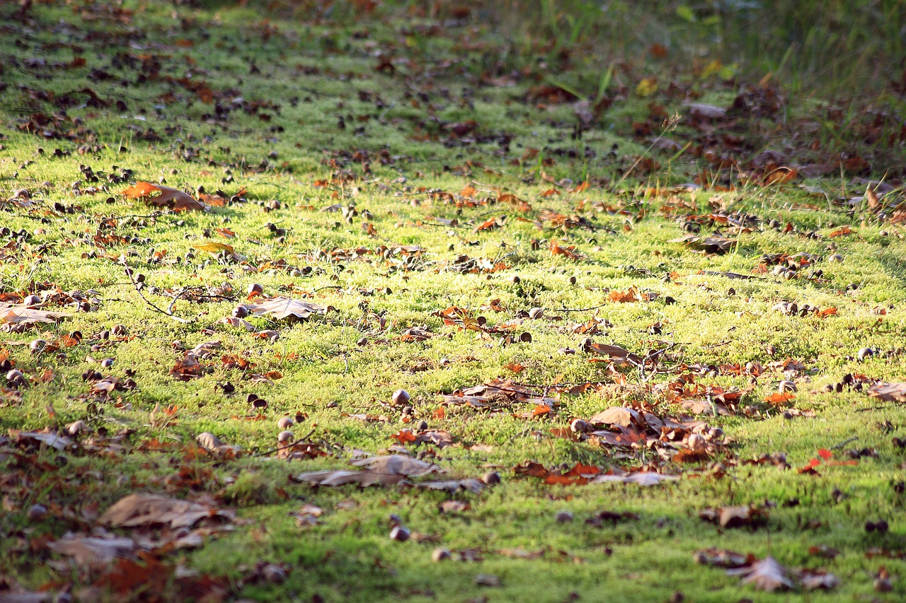 Image - forest floor sunlight green nature