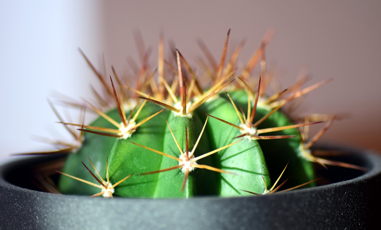 Image - cactus spur plant thorns green