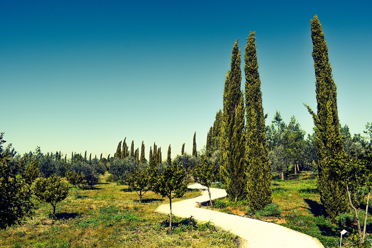 Image - cyprus avgorou cypress cyherbia