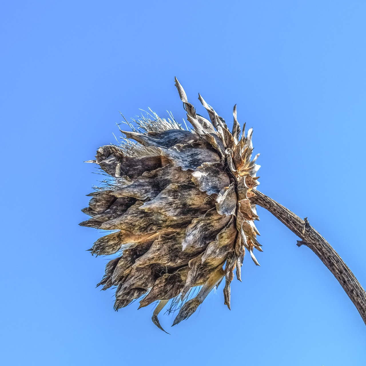 Image - drought thistle plant thorns