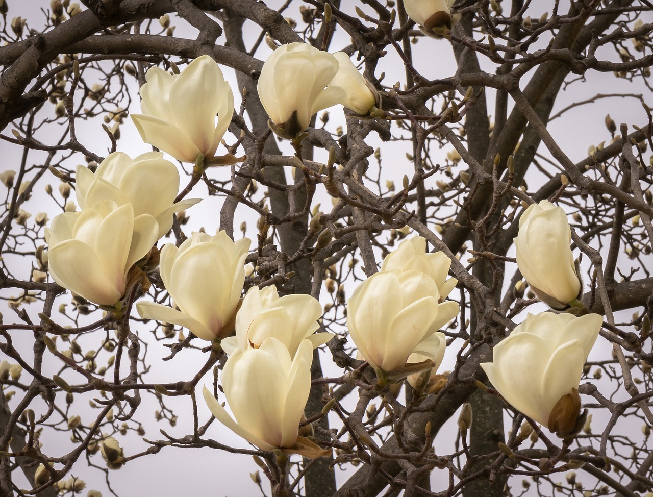 Image - magnolia flowers wood nature