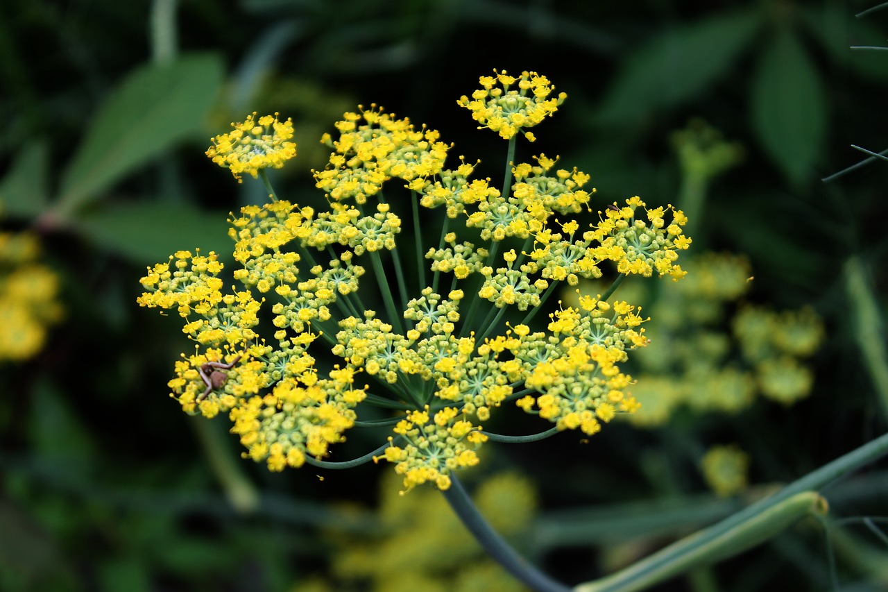 Image - fennel flower herb plant